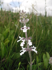 Stachys natalensis