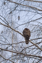 Accipiter gentilis