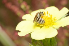 Halictus leucaheneus
