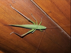 Neoconocephalus finitimus