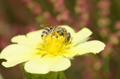 Halictus leucaheneus