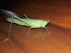 Neoconocephalus finitimus