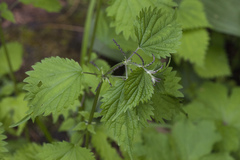 Urtica laetevirens