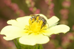 Halictus leucaheneus