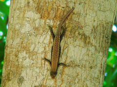 Trachylepis maculilabris