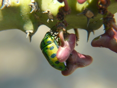 Chrysocoris purpureus