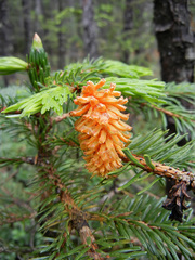 Picea jezoensis