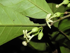 Brunfelsia guianensis