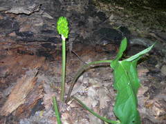 Arum orientale