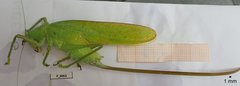 Copiphora brevirostris