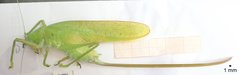 Copiphora brevirostris