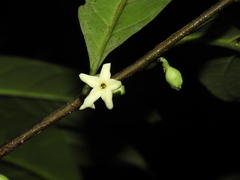 Brunfelsia guianensis