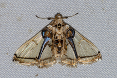 Leucinodes