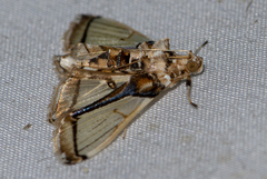 Leucinodes