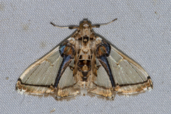 Leucinodes