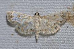 Agrotera barcealis
