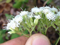 Ageratina altissima altissima