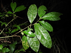 Brunfelsia guianensis