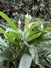 Calanthe lyroglossa