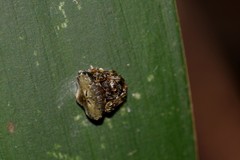 Arkys speechleyi