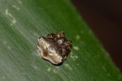 Arkys speechleyi