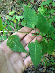 Ageratina altissima altissima
