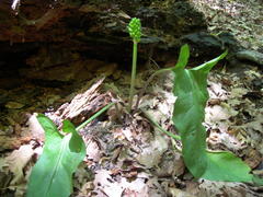 Arum orientale