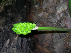 Arum orientale