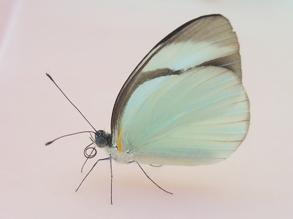Cross-barred White