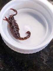 Bothriurus araguayae