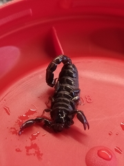 Bothriurus araguayae