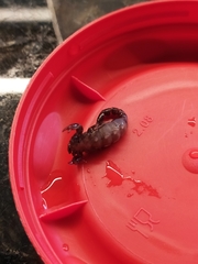 Bothriurus araguayae