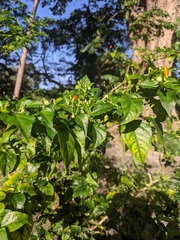 Capsicum frutescens