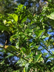 Capsicum frutescens