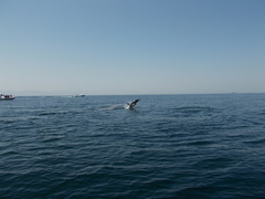Delphininae