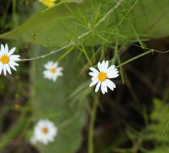 Athrixia angustissima