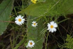 Athrixia angustissima