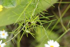 Athrixia angustissima