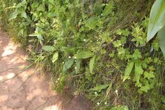 Athrixia angustissima