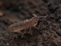 Vertagopus pseudocinereus