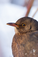 Turdus merula