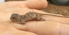 Agama bibronii