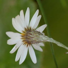 Athrixia angustissima