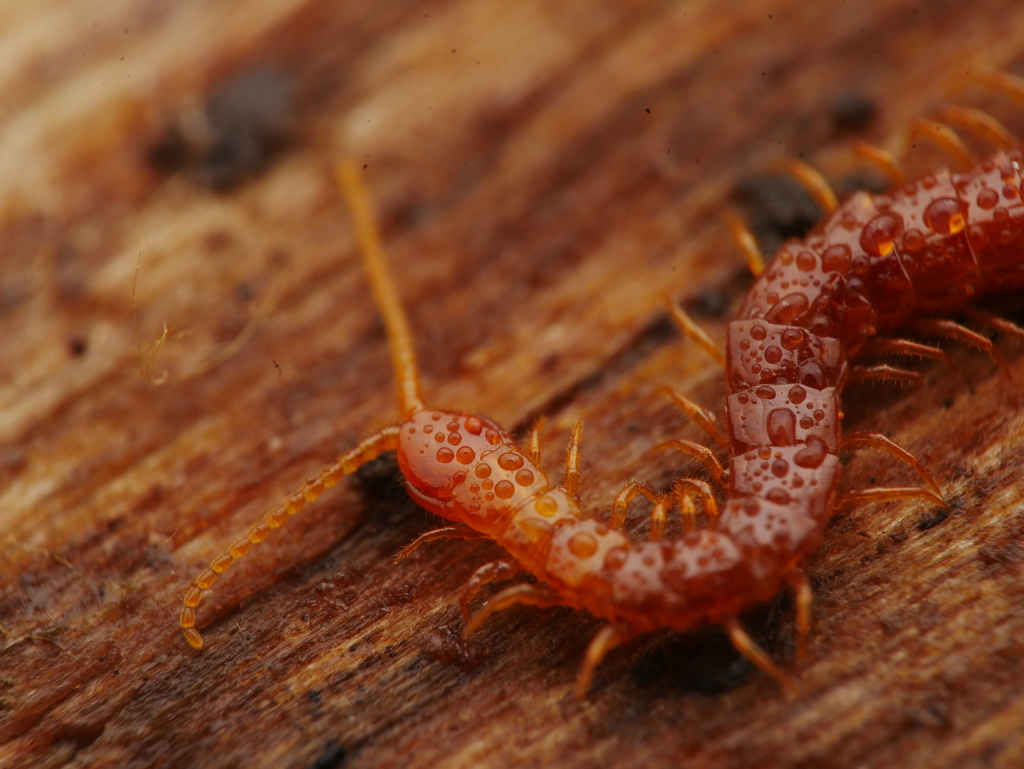 Bark Centipedes