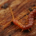 Cryptopidae - Photo (c) Alexis,  זכויות יוצרים חלקיות (CC BY), הועלה על ידי Alexis