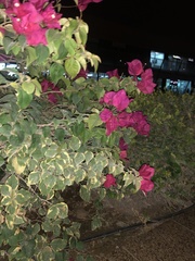 Bougainvillea