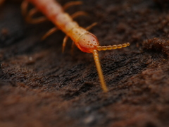 Centipeda