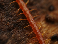 Centipeda