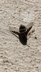 Exhyalanthrax simonae