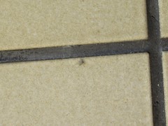 Menemerus bivittatus